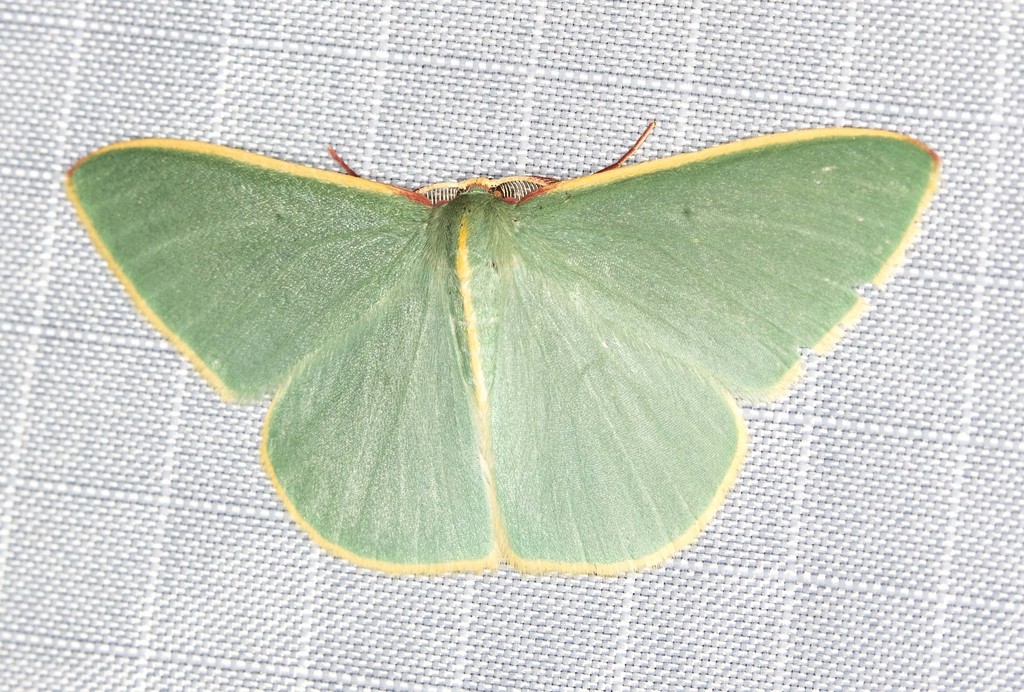 Chlorocoma assimilis