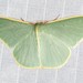 Chlorocoma assimilis - Photo (c) Ian McMillan, some rights reserved (CC BY-NC), uploaded by Ian McMillan