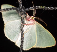 Chlorocoma assimilis