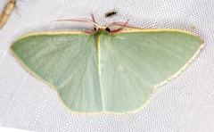 Chlorocoma assimilis