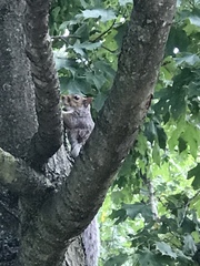 Sciurus carolinensis