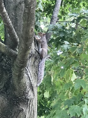 Sciurus carolinensis