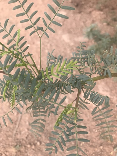 western honey mesquite