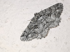 Peribatodes ilicaria