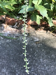 Persicaria virginiana
