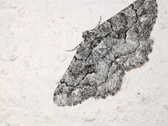 Peribatodes ilicaria