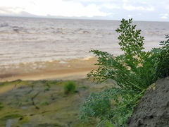 Descurainia sophioides