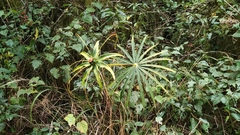 Paris polyphylla stenophylla