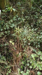 Paris polyphylla stenophylla