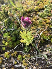 Castilleja parviflora parviflora