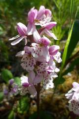 Galearis rotundifolia