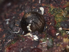 Anthopleura buddemeieri