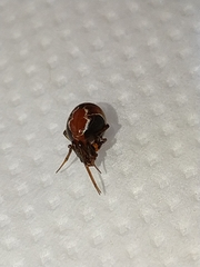 Nihonhimea tesselata