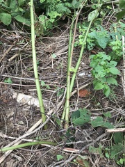 Angiospermae