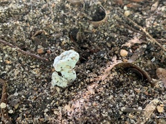 Hypocreaceae