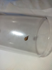 Nihonhimea tesselata