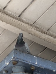 Columba livia domestica