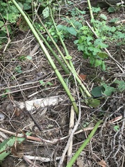 Angiospermae