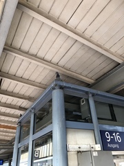 Columba livia domestica