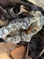 Hypocreaceae