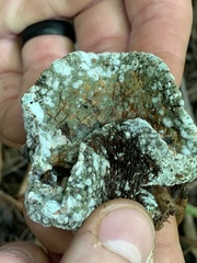 Hypocreaceae