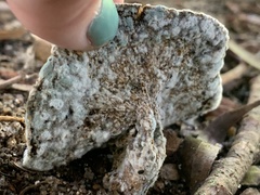 Hypocreaceae