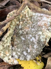 Hypocreaceae