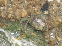 Diogenes izanamiae
