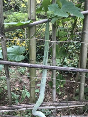 Trichosanthes cucumerina