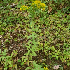 Solidago puberula puberula