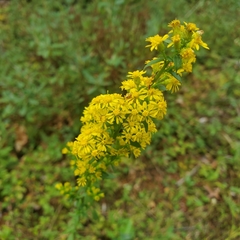 Solidago puberula puberula
