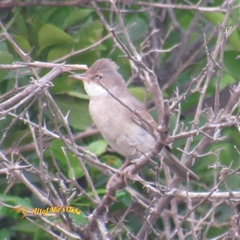 Curruca communis