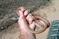 Masticophis flagellum piceus