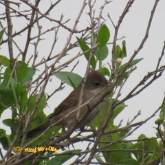 Curruca communis