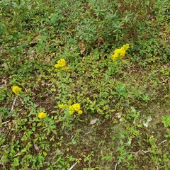 Solidago puberula puberula