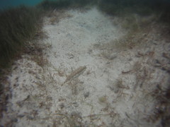 Sphoeroides spengleri