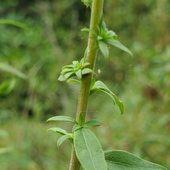 Solidago puberula puberula