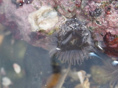 Anthopleura buddemeieri