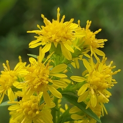 Solidago puberula puberula