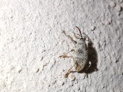 Curculio nucum