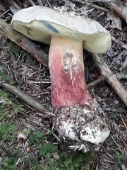 Xerocomellus mendocinensis