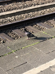 Columba livia domestica