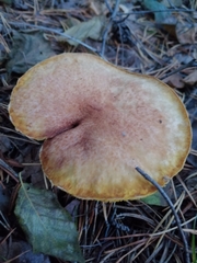 Suillus paluster