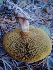 Suillus paluster