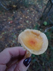 Hygrophorus lucorum