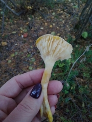 Hygrophorus lucorum