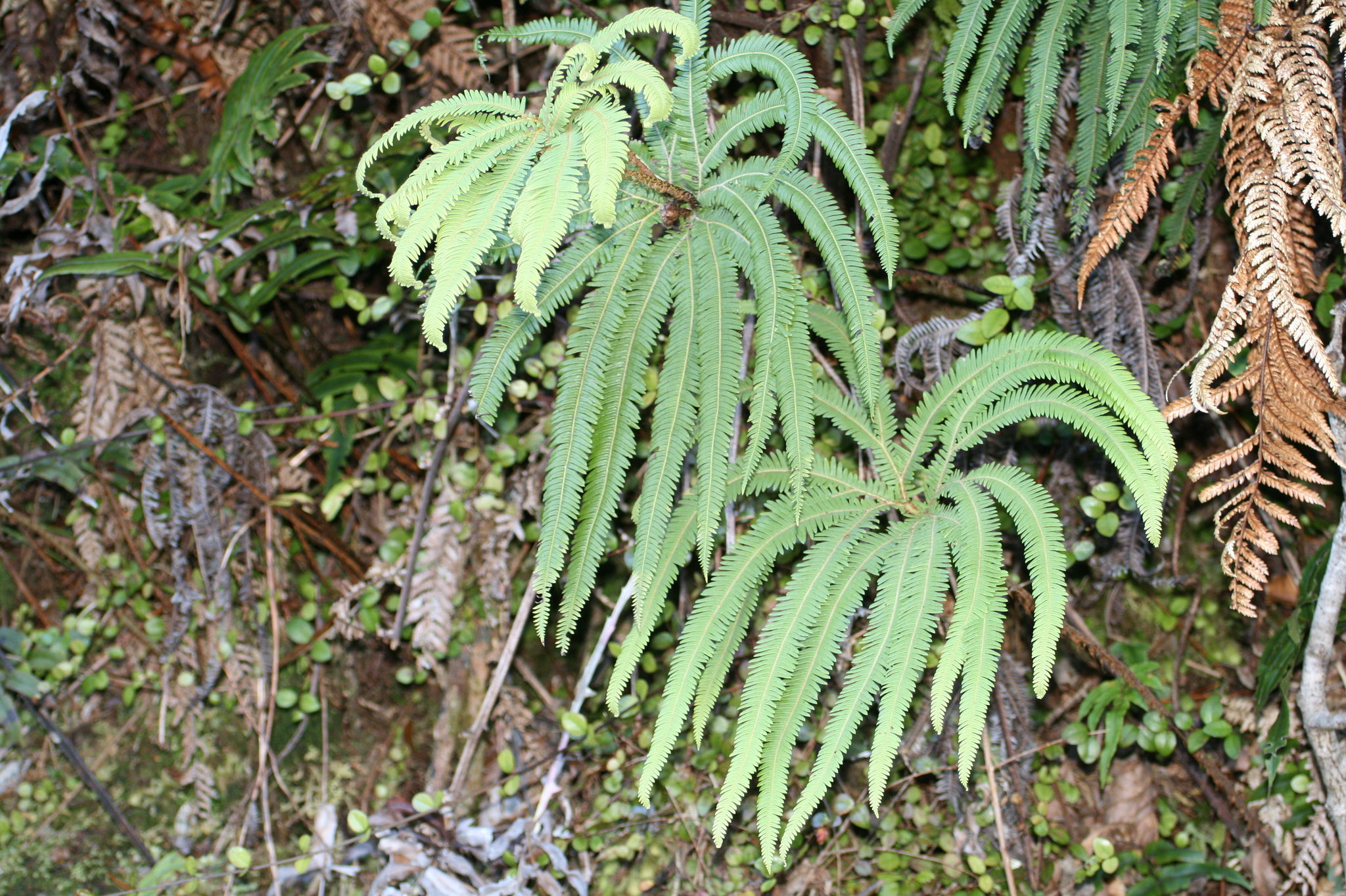 Sticherus cunninghamii image