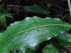 Desmoncus orthacanthos