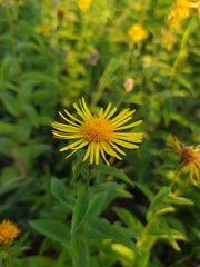 Pentanema salicinum