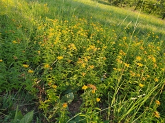 Pentanema salicinum